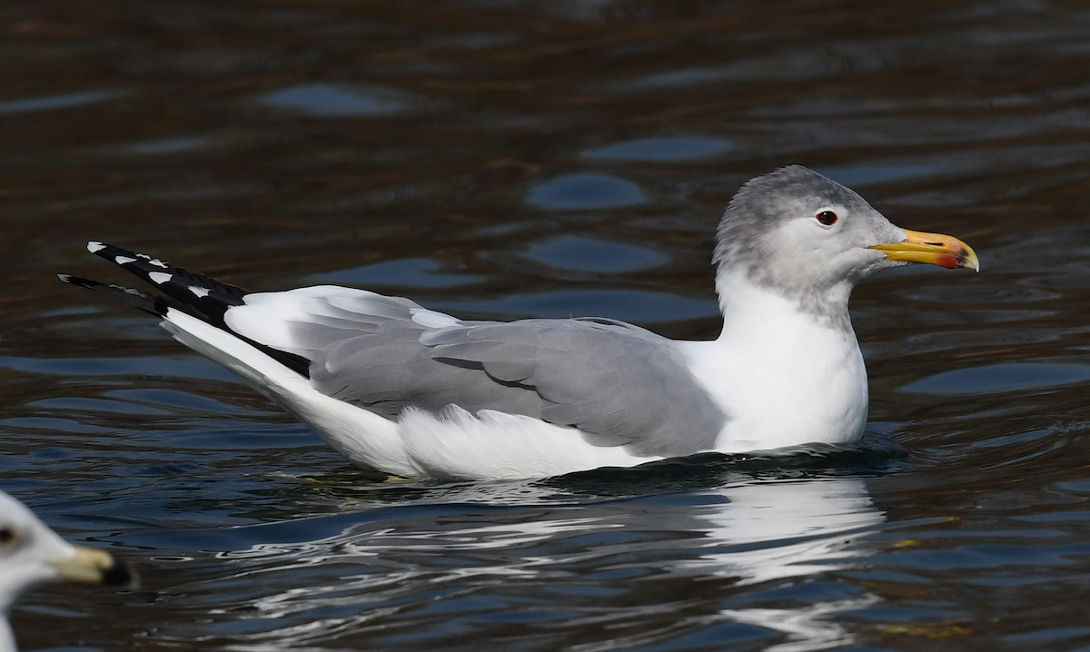 tanımsız Larinae sp. - ML652807027