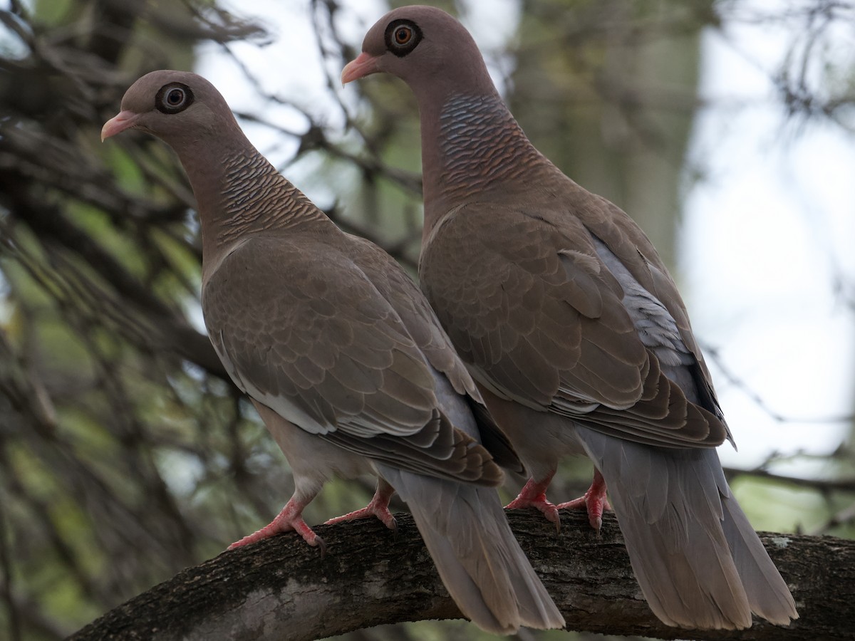 Bare-eyed Pigeon - ML652807107