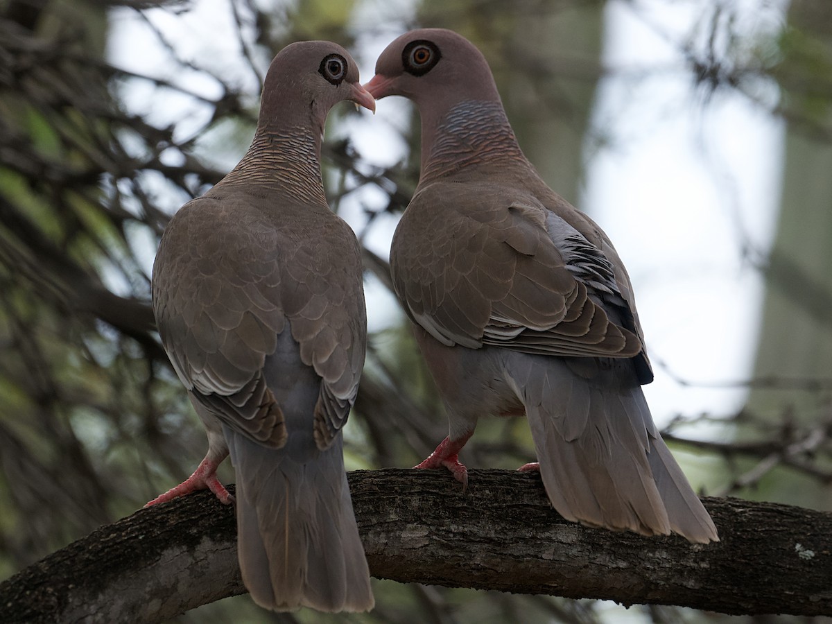 Bare-eyed Pigeon - ML652807108