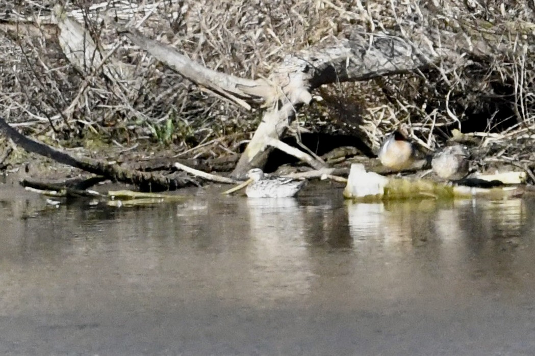 Marzaiola - ML652807109