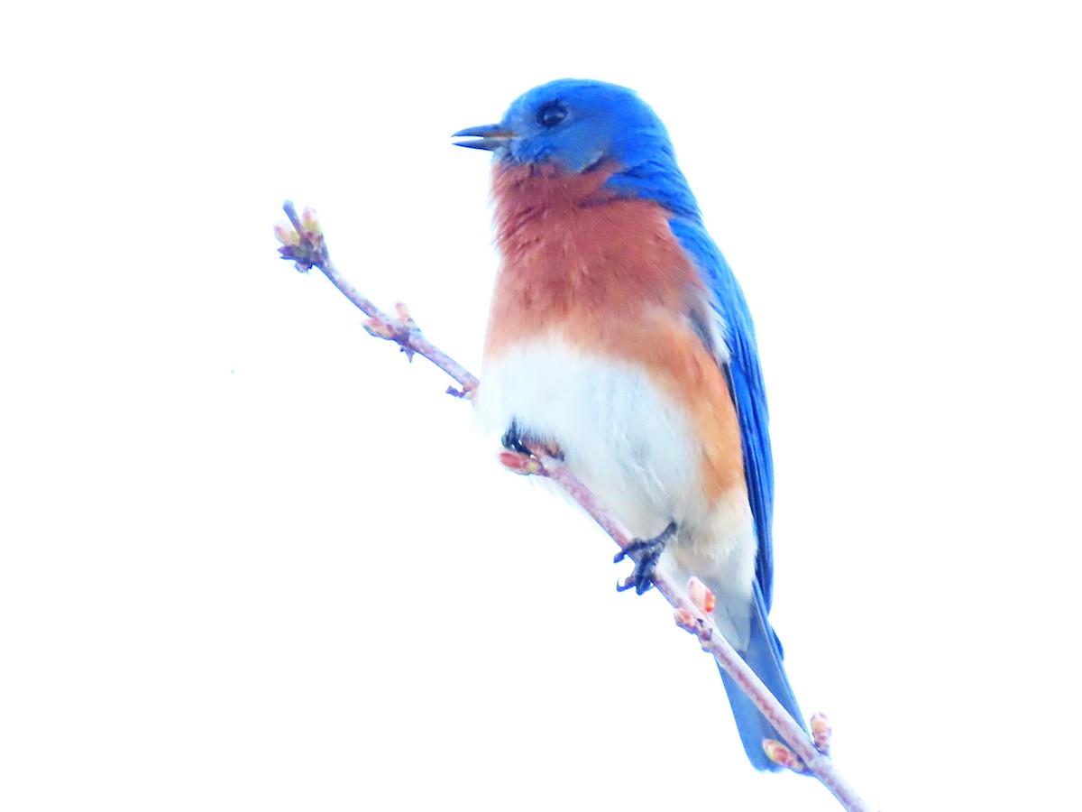 Eastern Bluebird - ML652807274