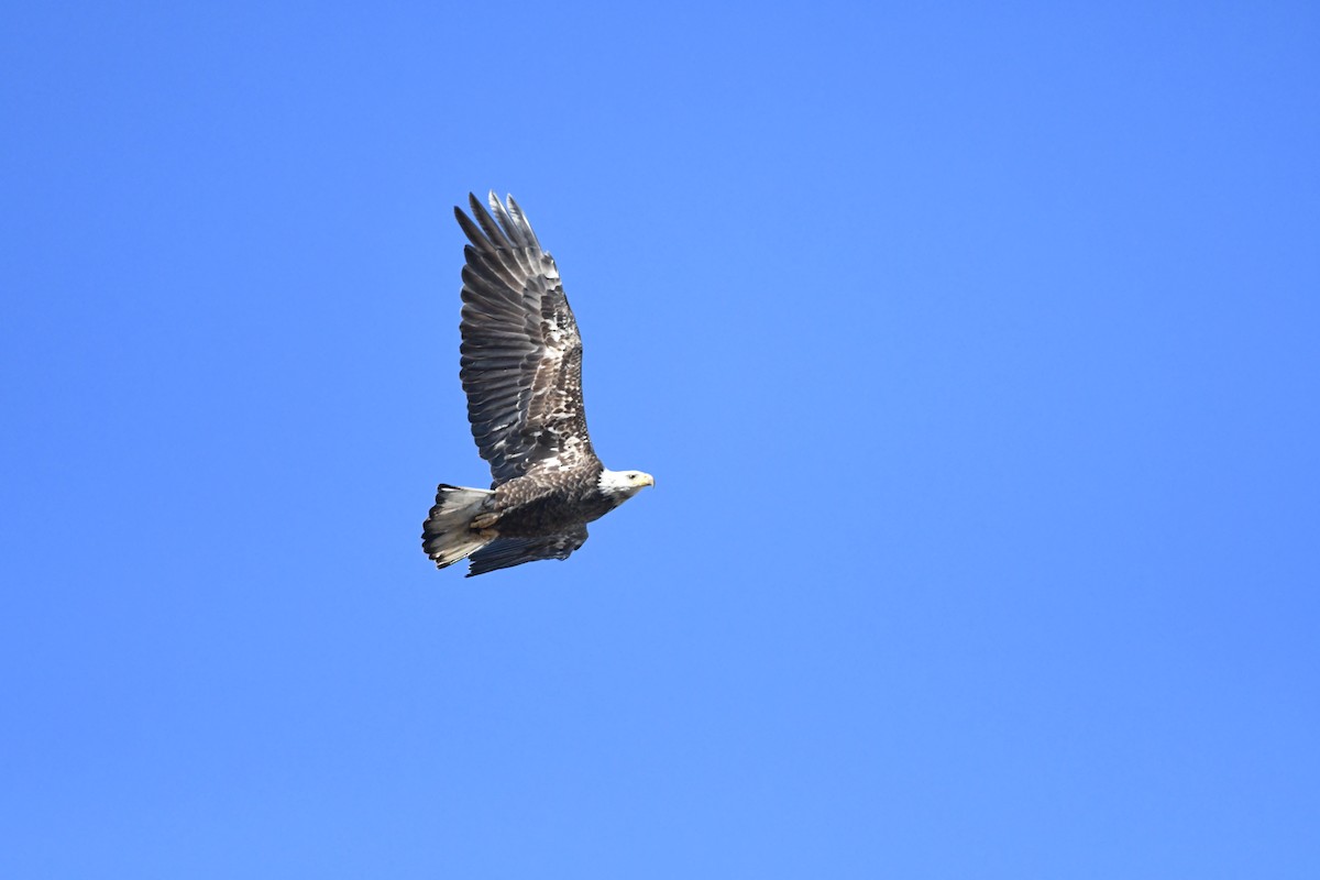 Bald Eagle - ML652807481