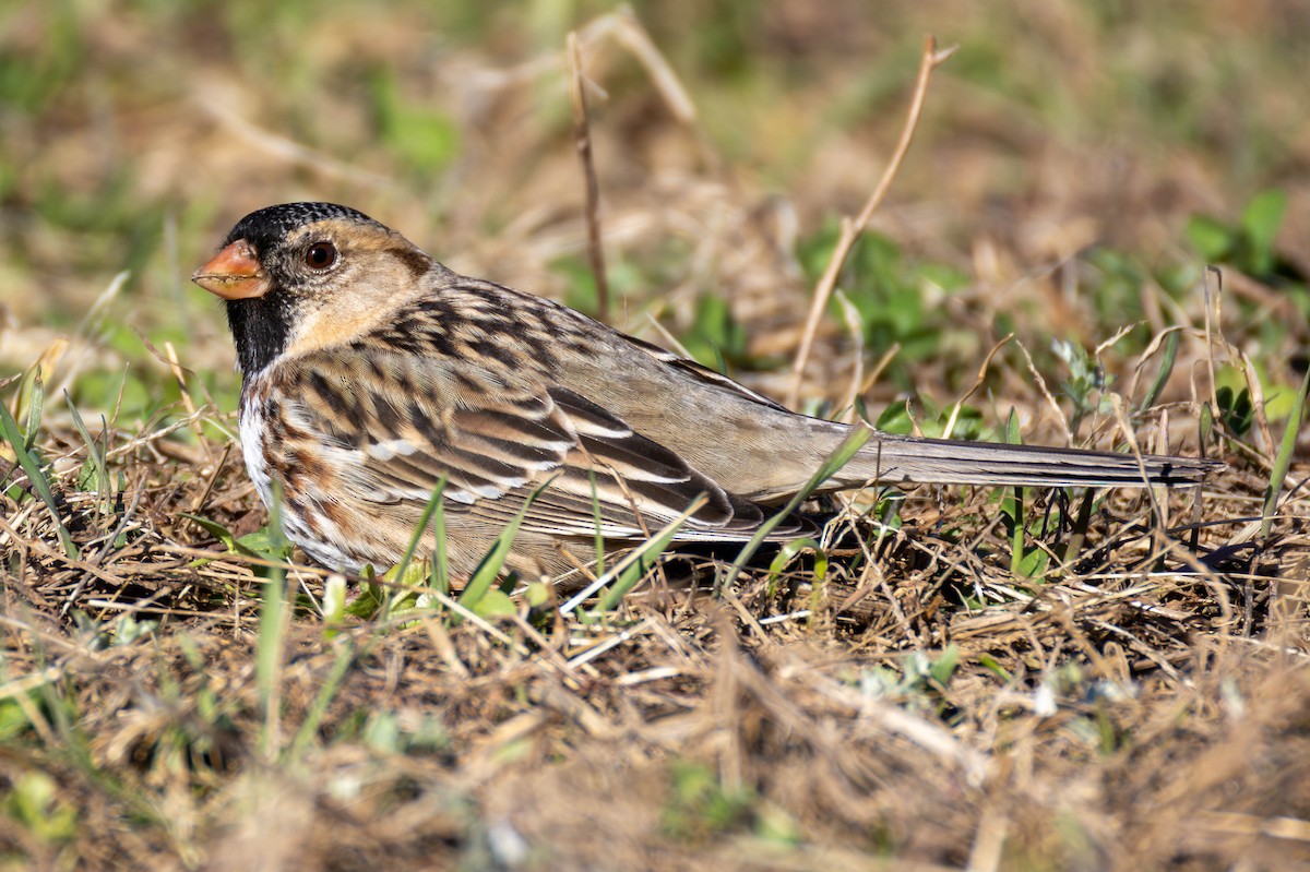 Harris's Sparrow - ML652807502