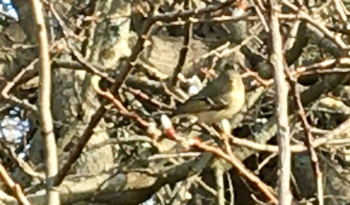 rubinfuglekonge - ML652807544