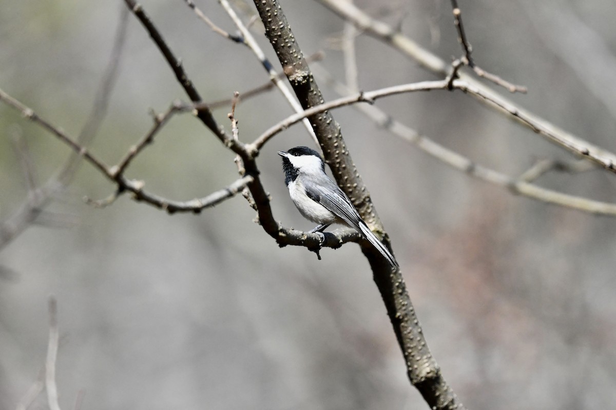 Black-capped Chickadee - ML652807610