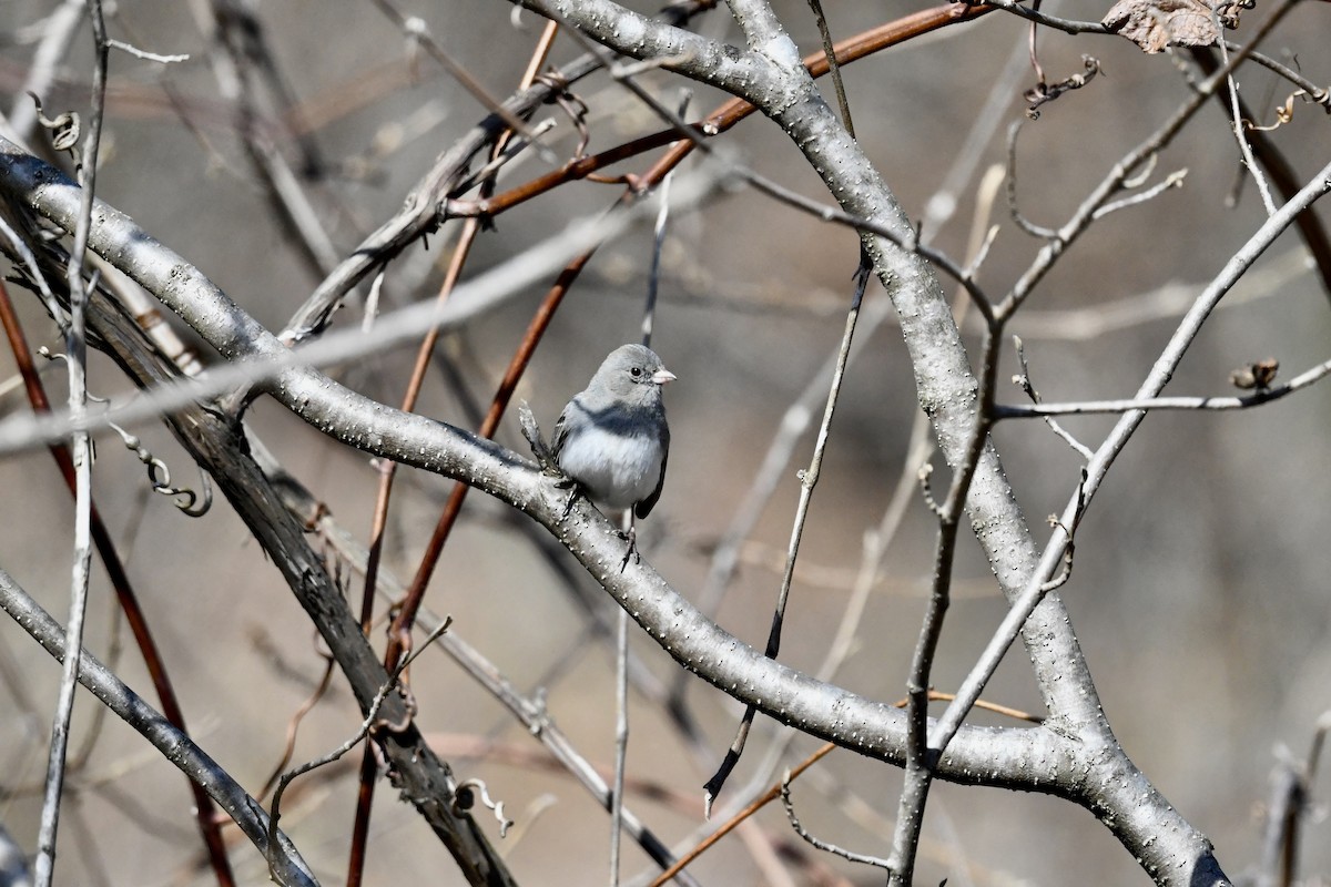 Dark-eyed Junco (Slate-colored) - ML652807615