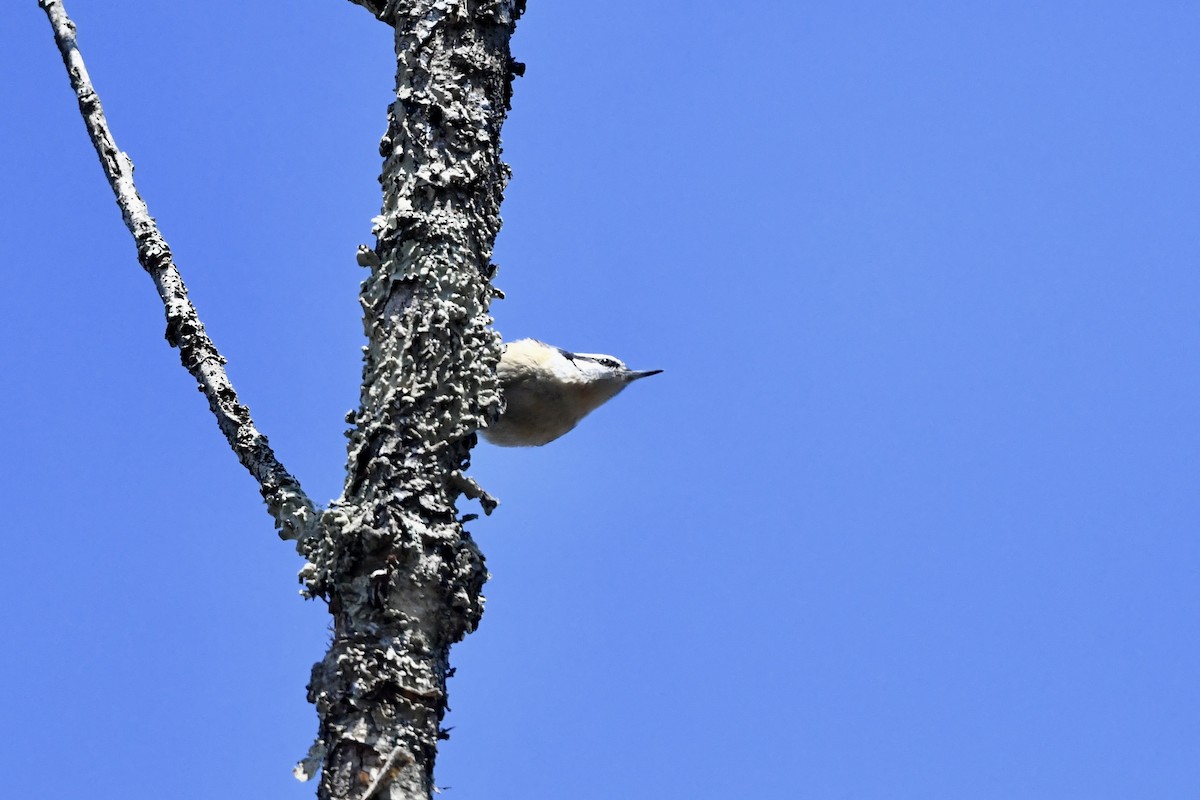 Red-breasted Nuthatch - ML652807653