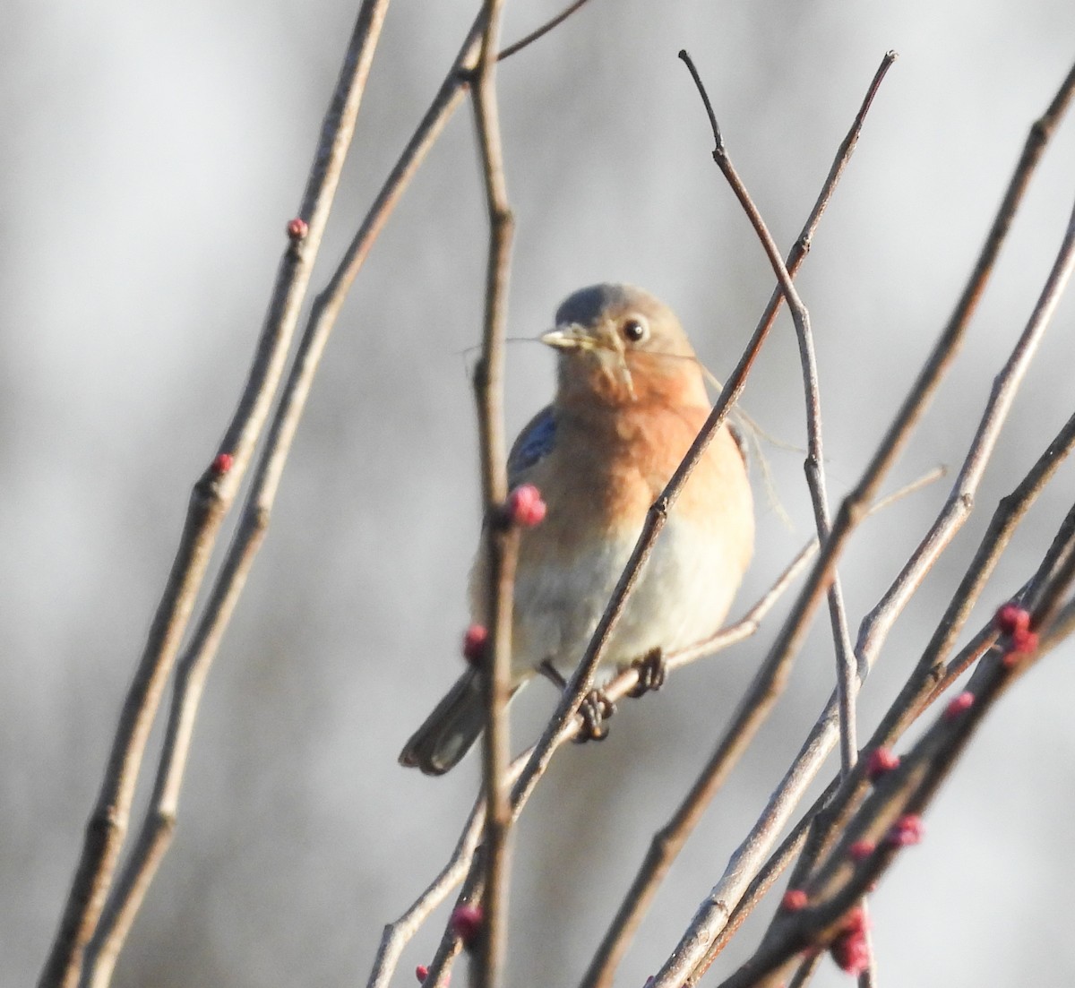 Eastern Bluebird - ML652807666