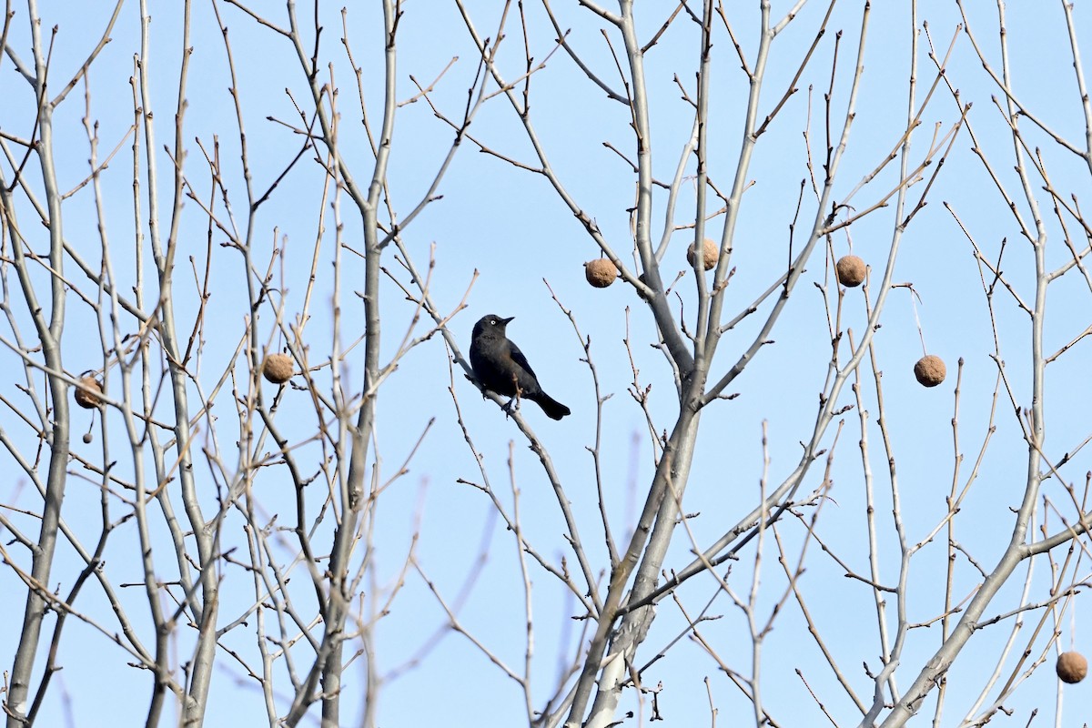 Rusty Blackbird - ML652807738