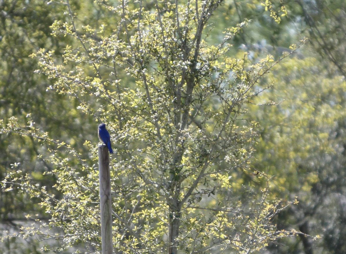 Eastern Bluebird - ML652807760