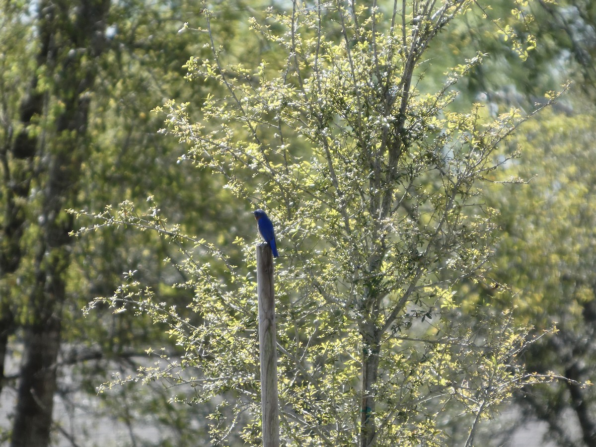 Eastern Bluebird - ML652807763
