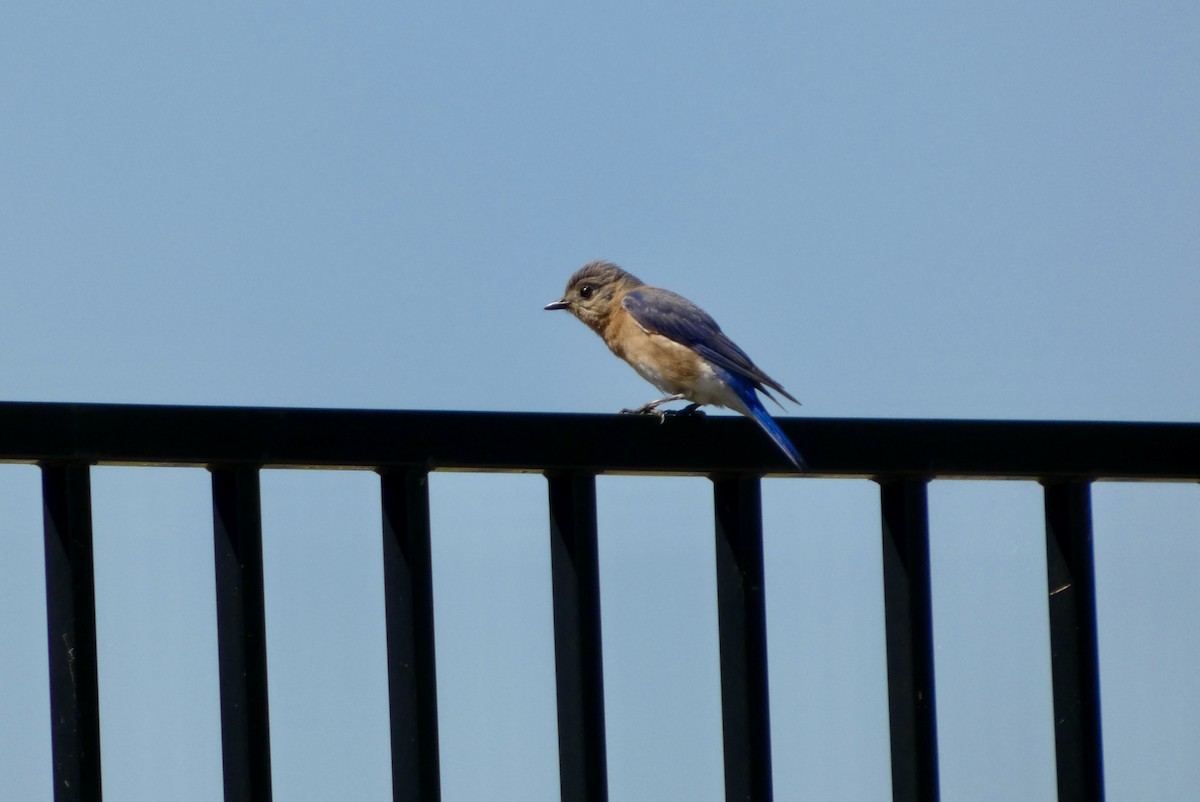 Eastern Bluebird - ML652807859