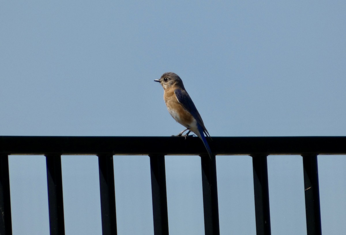 Eastern Bluebird - ML652807861