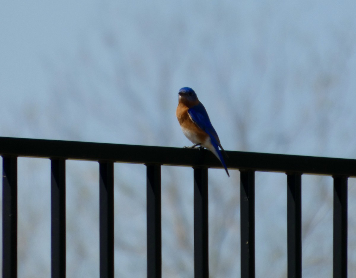 Eastern Bluebird - ML652807869