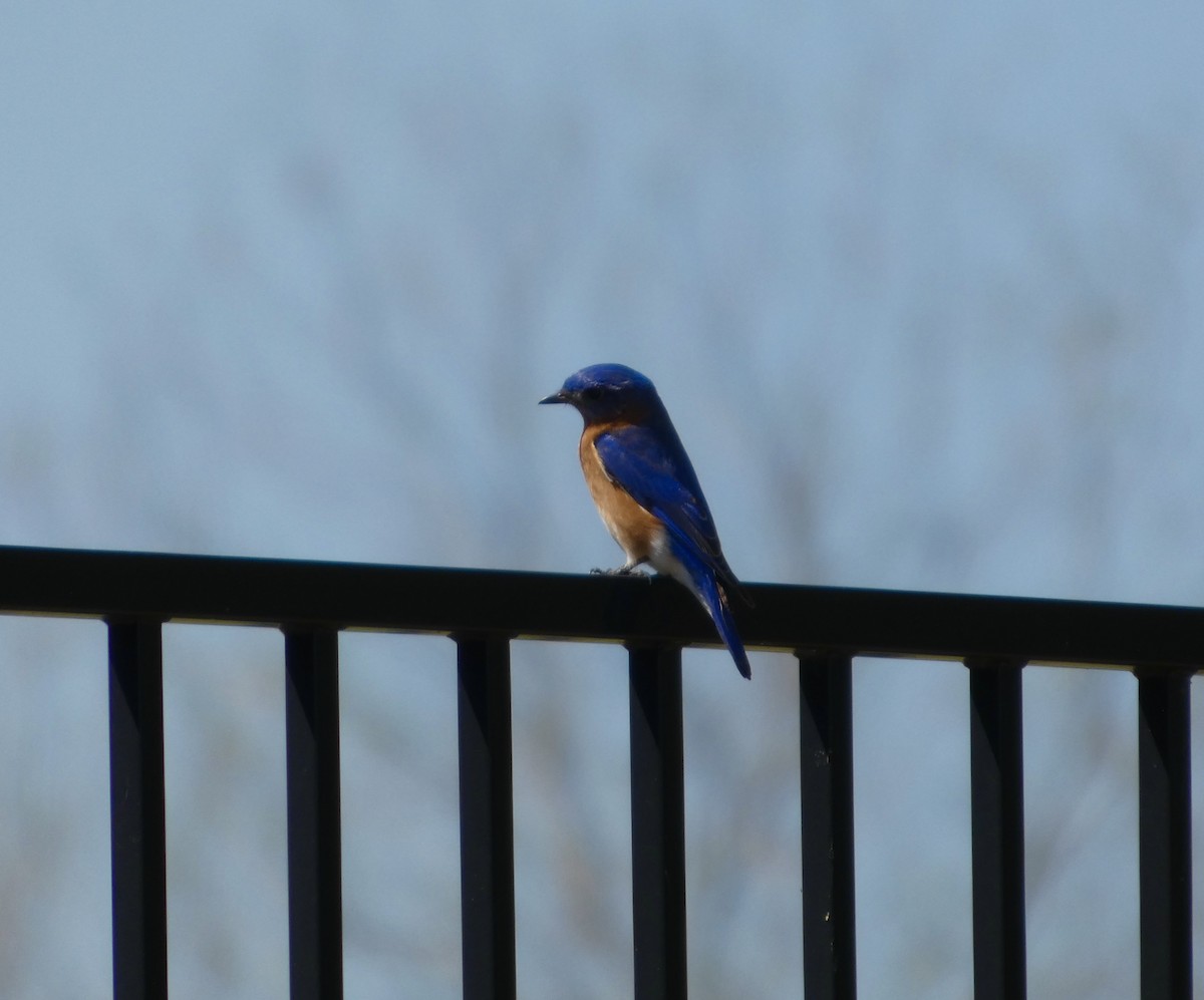 Eastern Bluebird - ML652807873