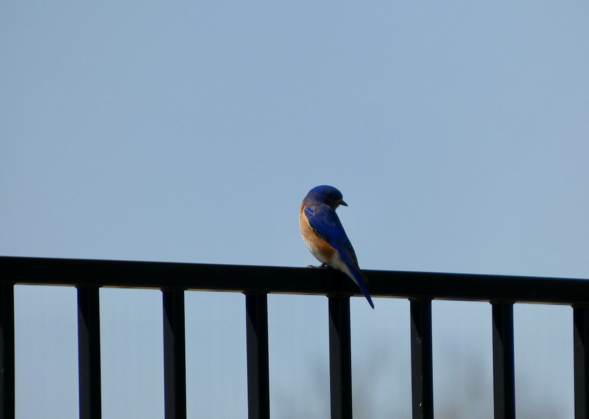Eastern Bluebird - ML652807909