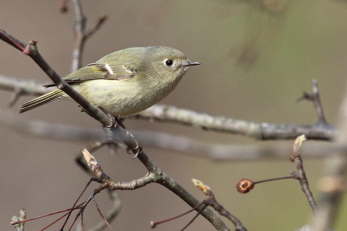 rubinfuglekonge - ML652807955