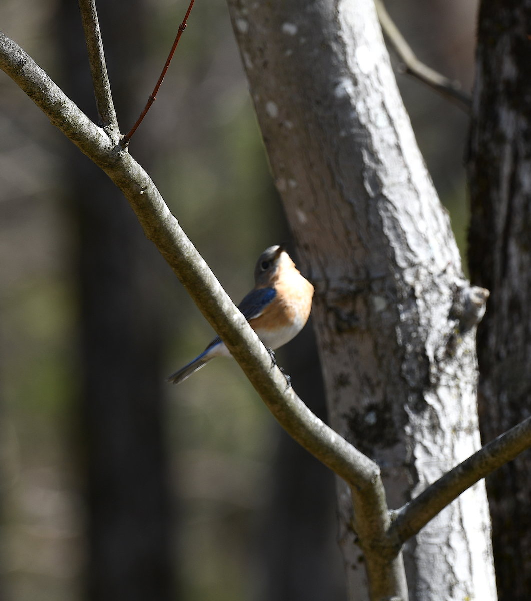 Eastern Bluebird - ML652807974