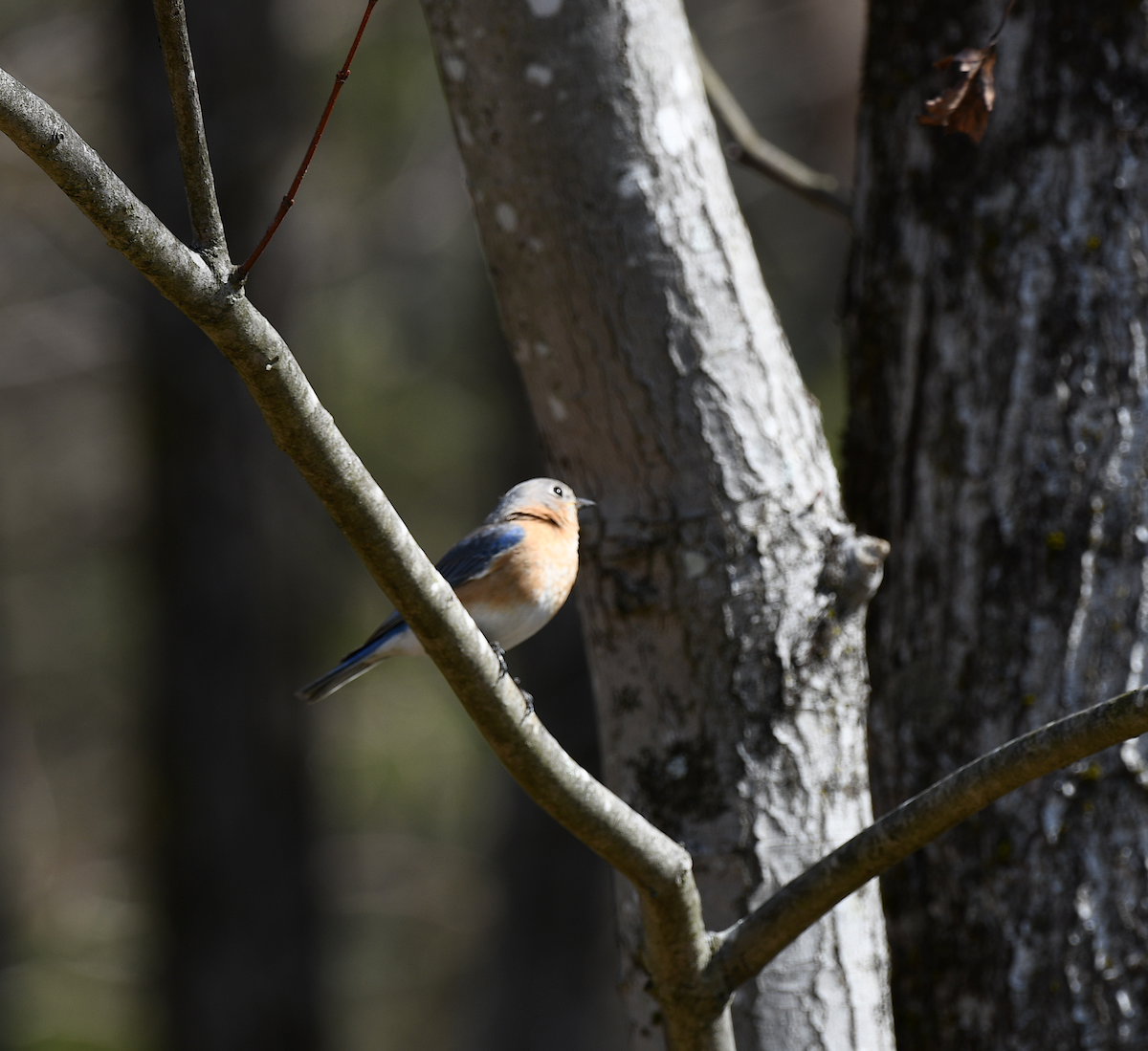 Eastern Bluebird - ML652807975