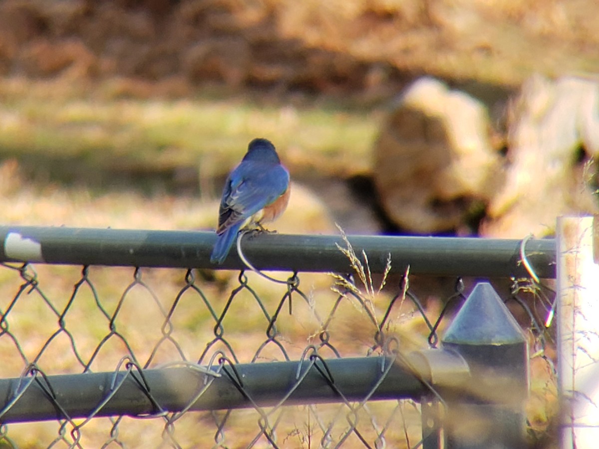 Eastern Bluebird - ML652808152