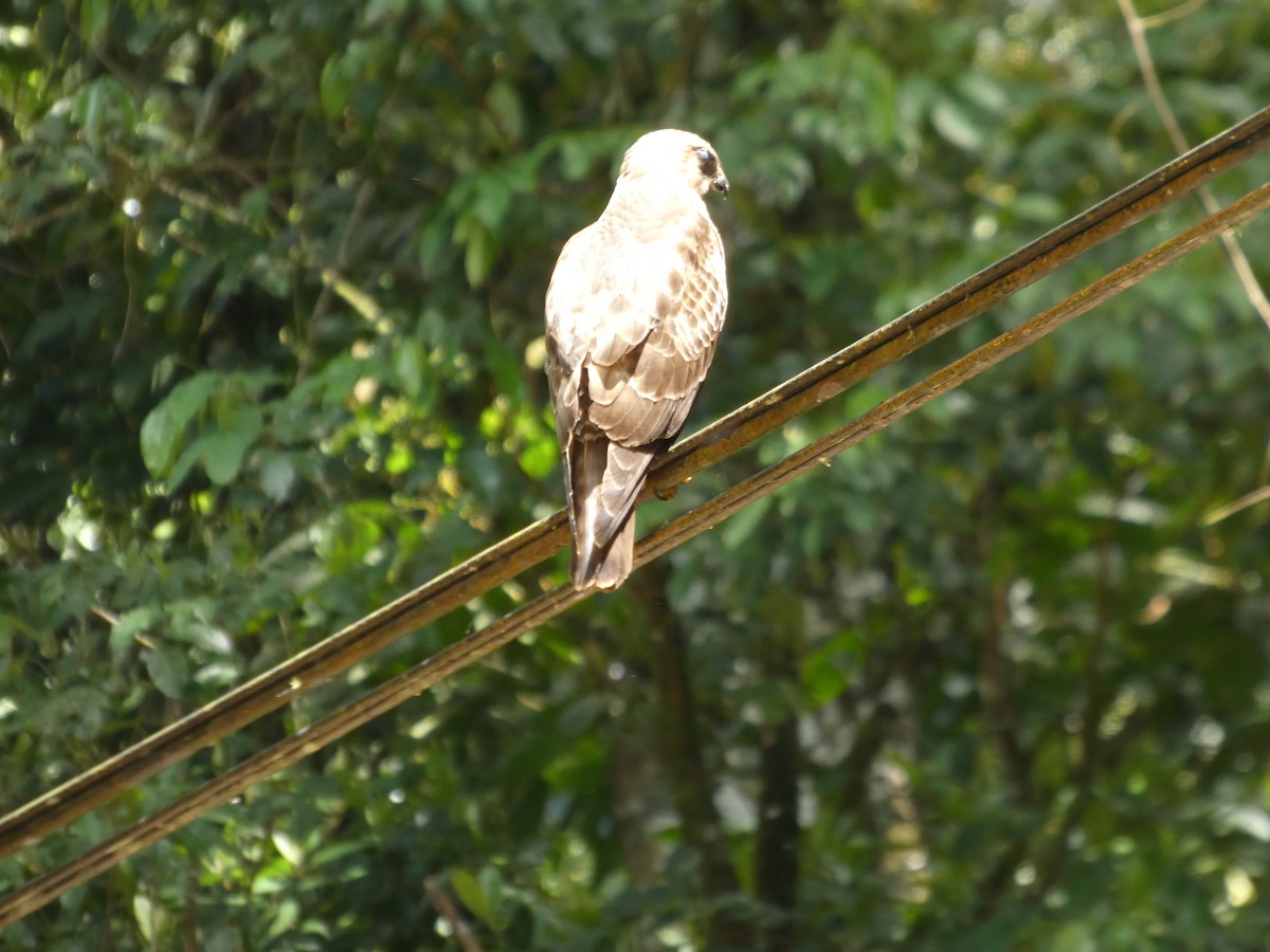Broad-winged Hawk - ML652808376