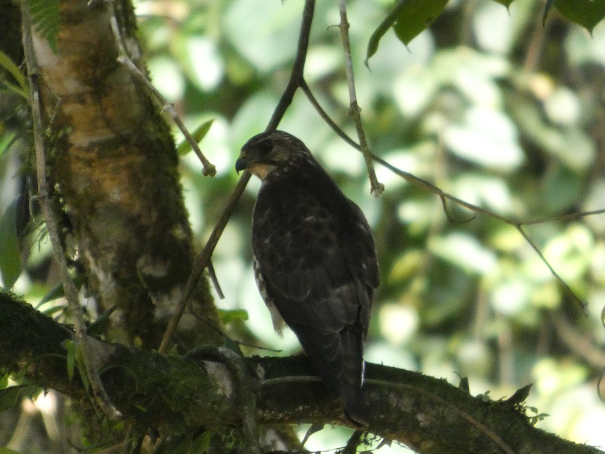 Broad-winged Hawk - ML652808377
