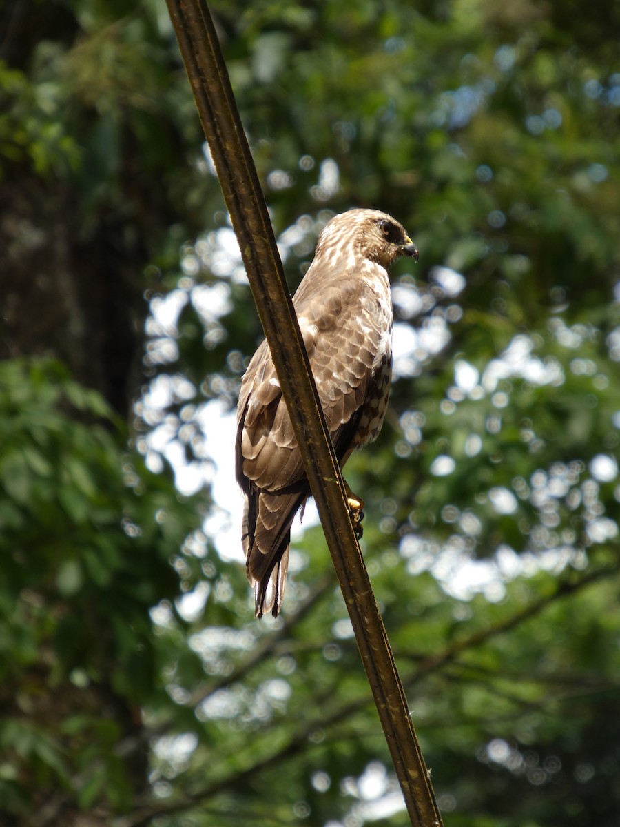 Broad-winged Hawk - ML652808378