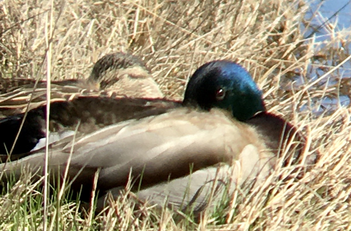 綠頭鴨 - ML652808483