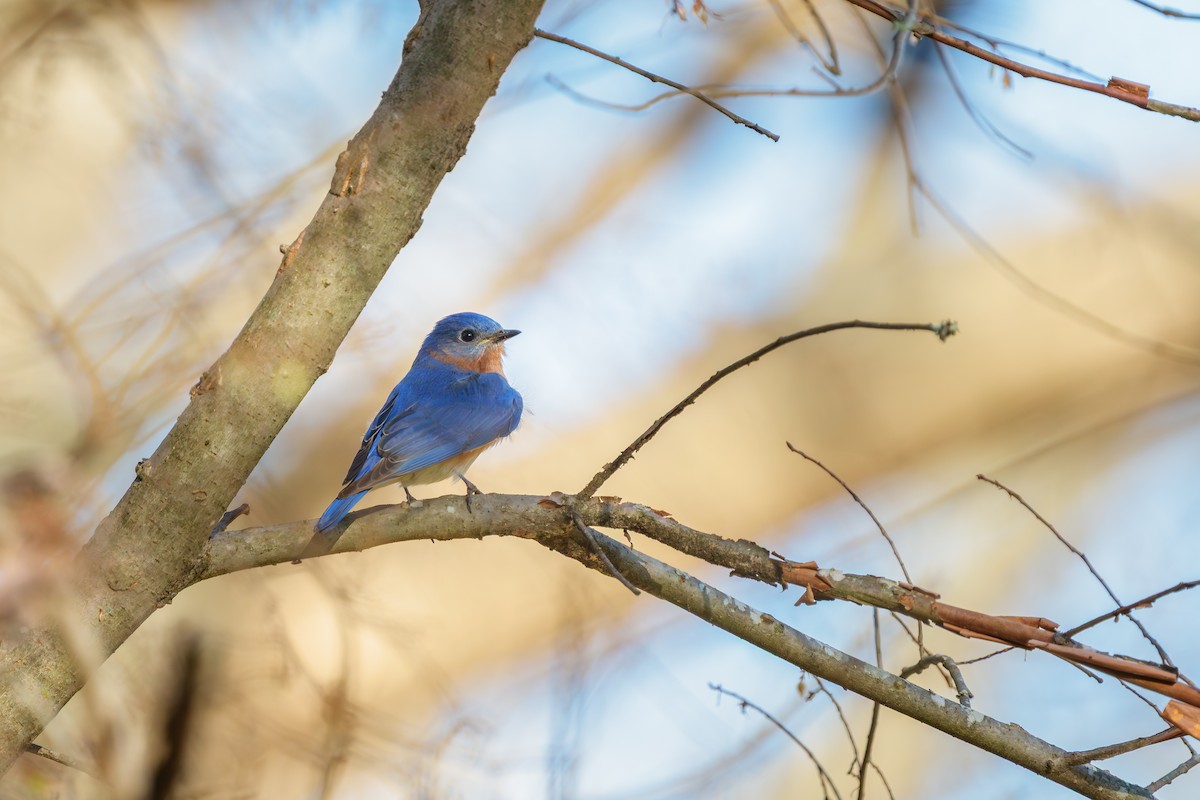 Eastern Bluebird - ML652808624