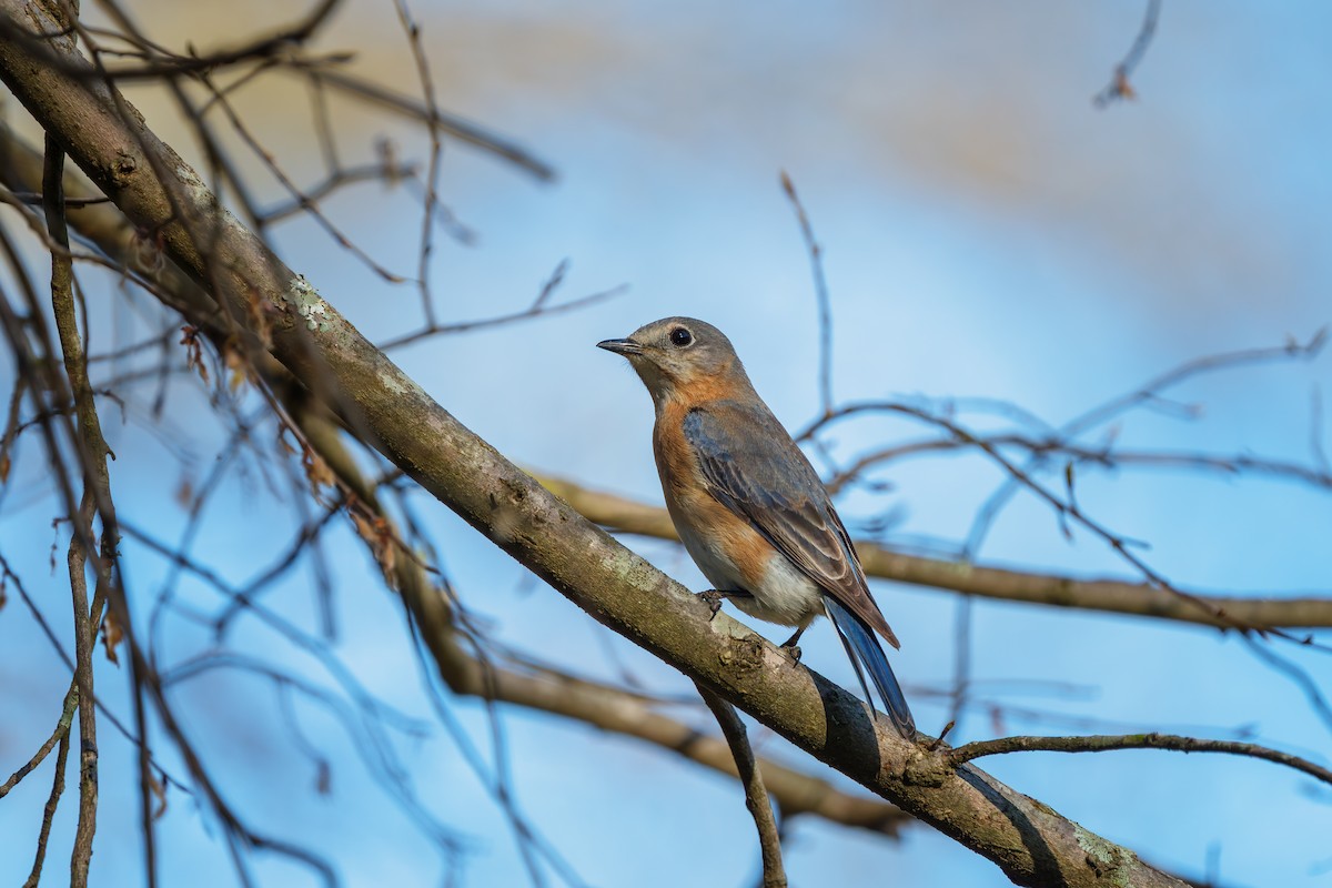 Eastern Bluebird - ML652808627