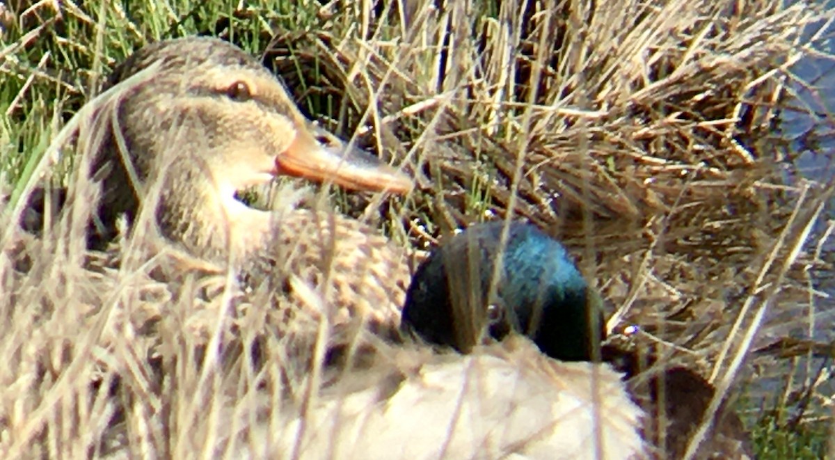 綠頭鴨 - ML652808651