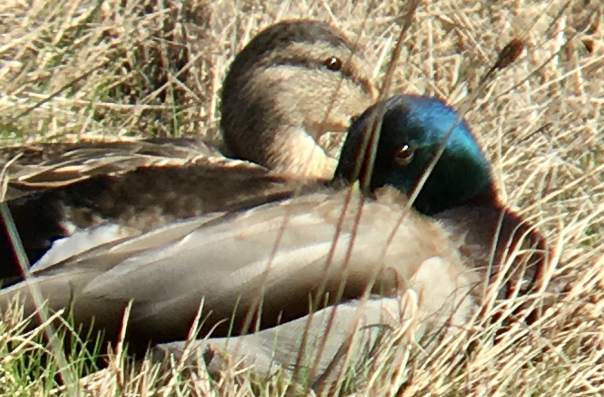 綠頭鴨 - ML652808822