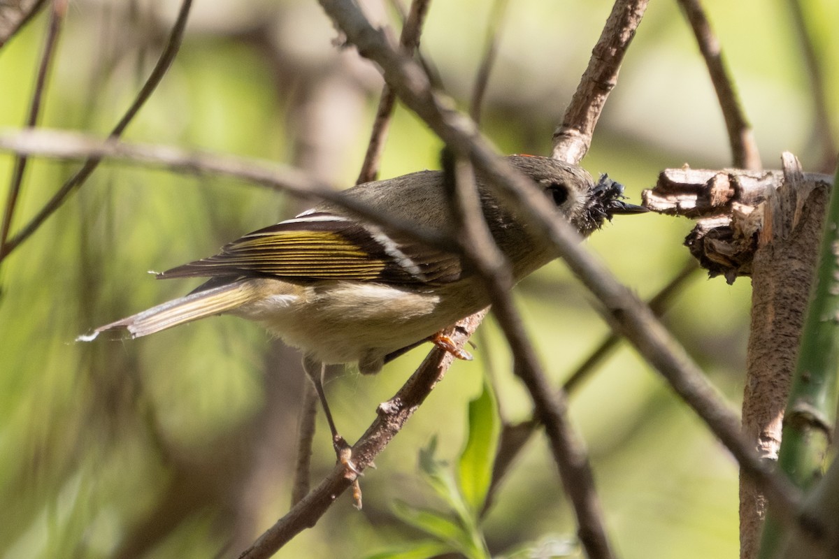 rubinfuglekonge - ML652808837