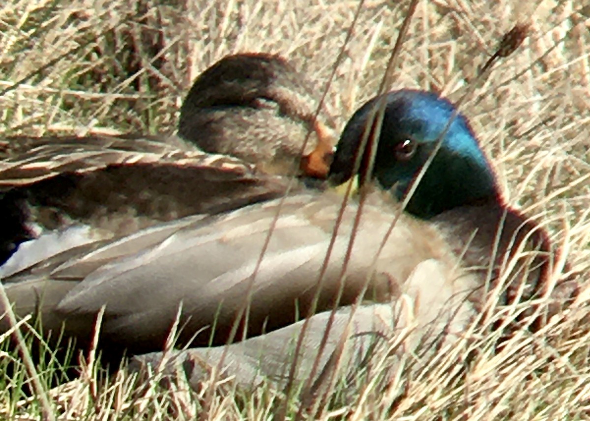 綠頭鴨 - ML652808960