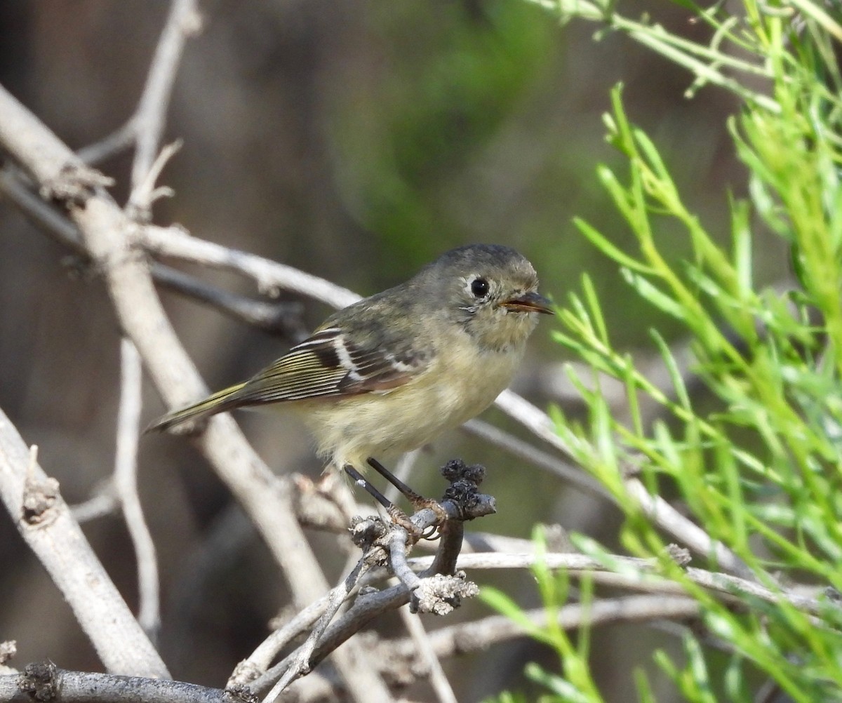 rubinfuglekonge - ML652809002