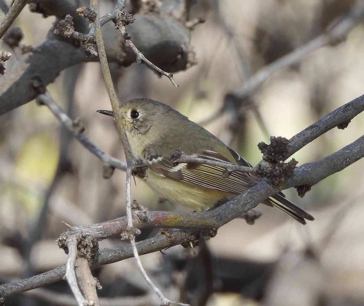 rubinfuglekonge - ML652809003