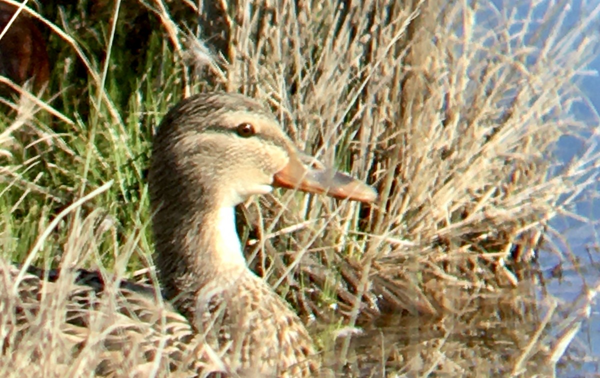 綠頭鴨 - ML652809070