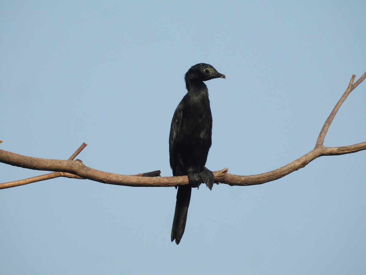 Little Cormorant - ML652809129