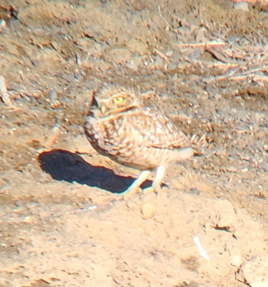 Burrowing Owl - ML652809133