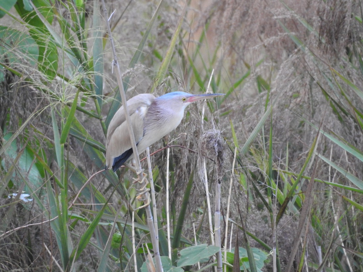 Yellow Bittern - ML652809143