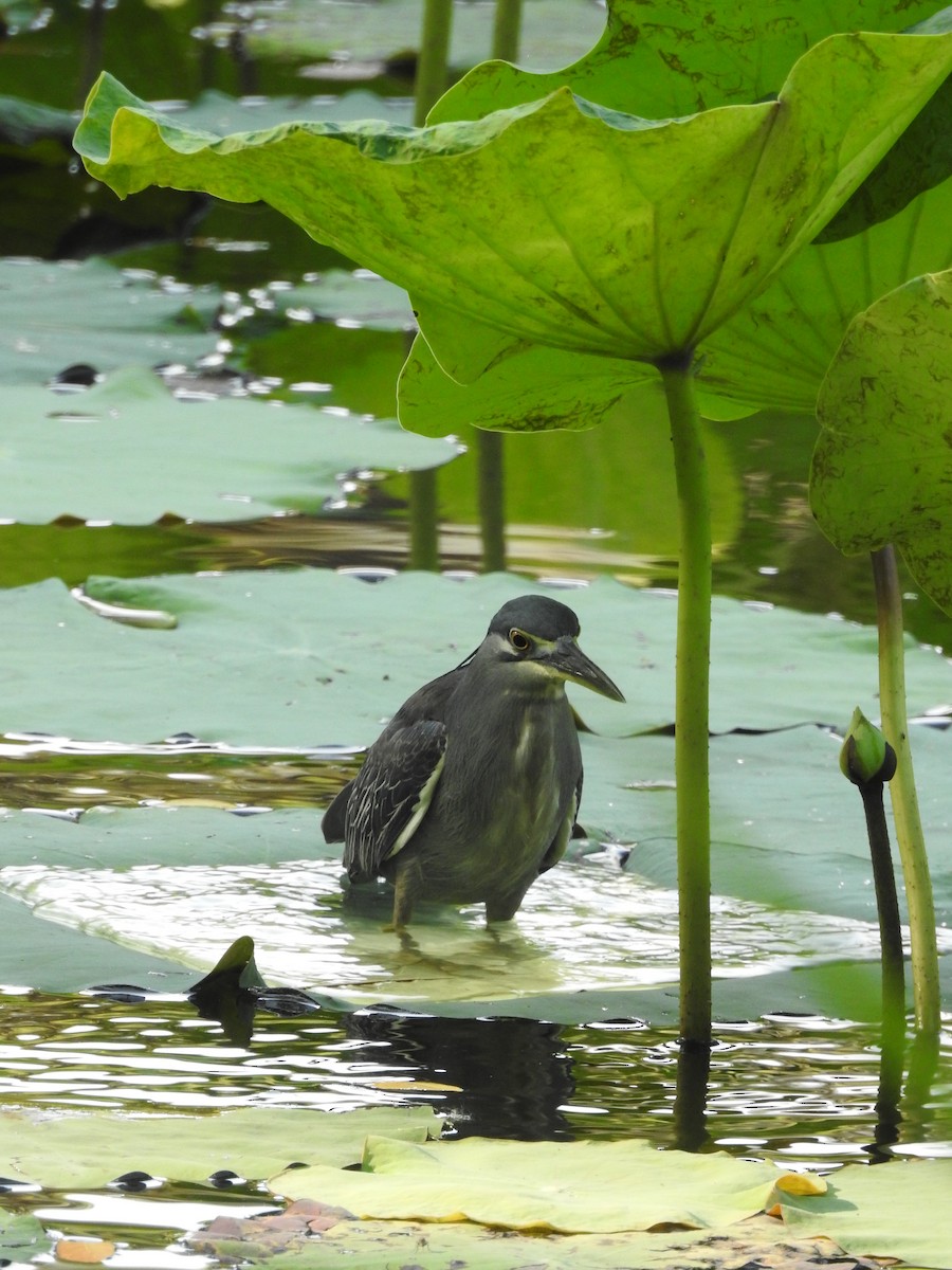 Little Heron - ML652809162