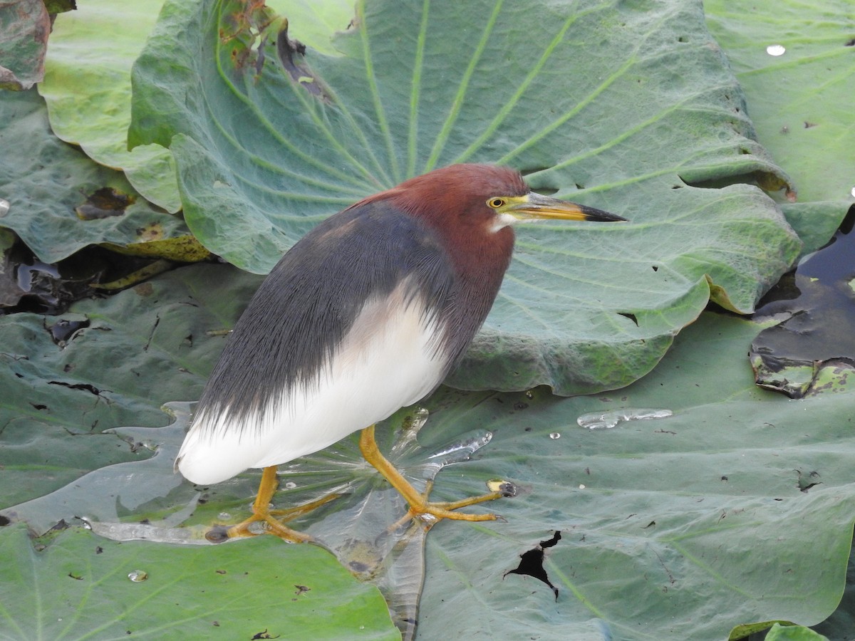 Chinese Pond-Heron - ML652809180