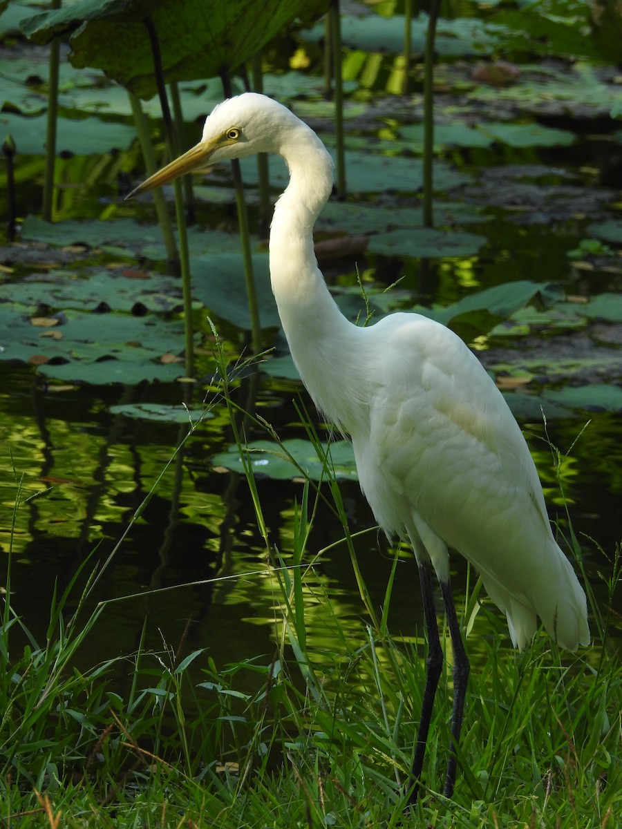 Medium Egret - ML652809205