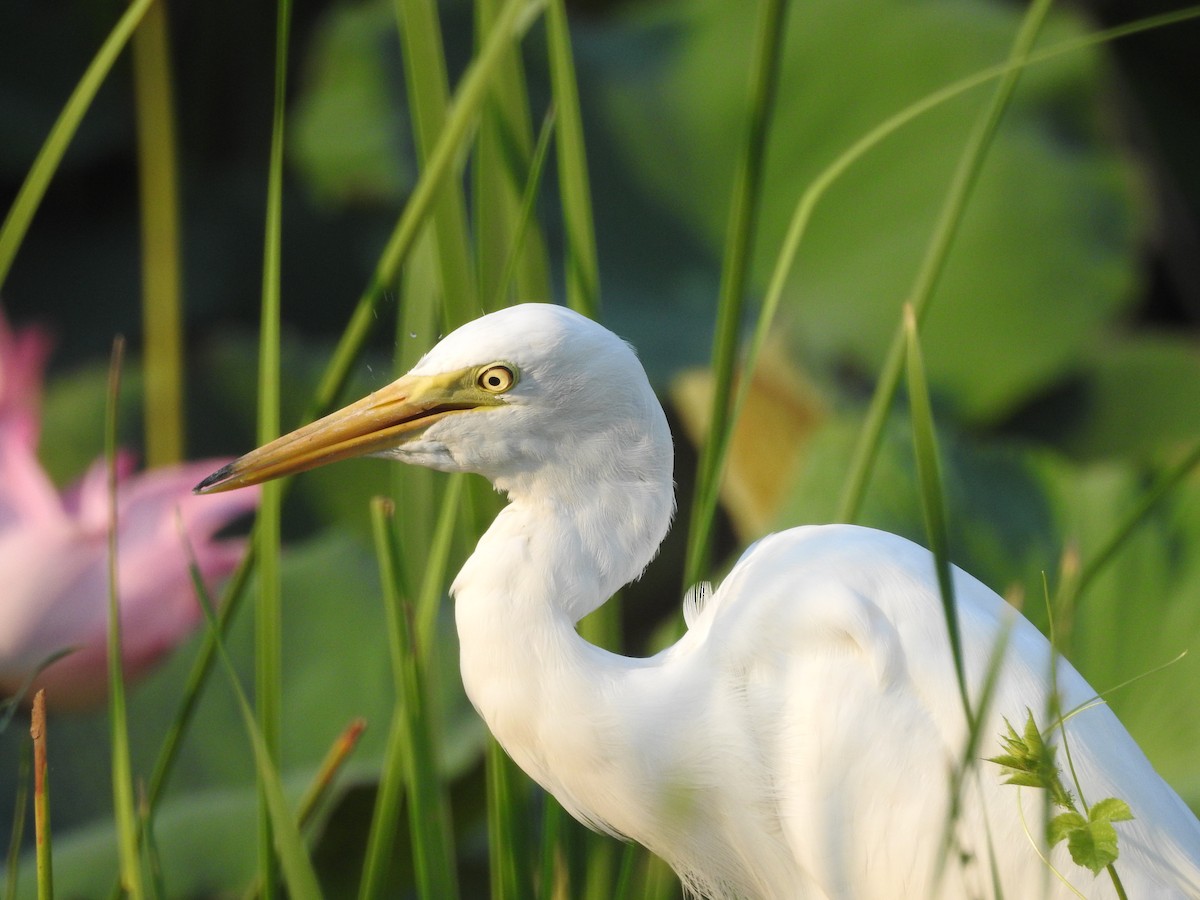 Medium Egret - ML652809207