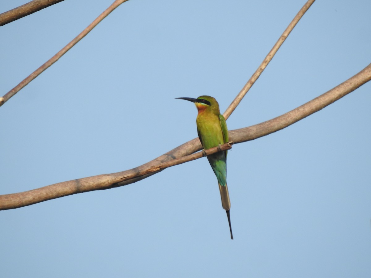 Blue-tailed Bee-eater - ML652809226