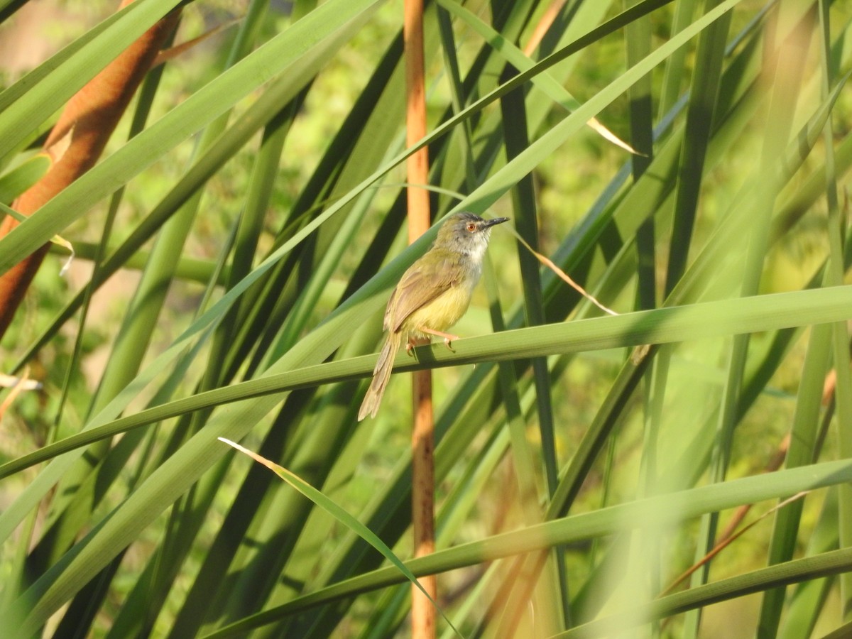 Yellow-bellied Prinia - ML652809244