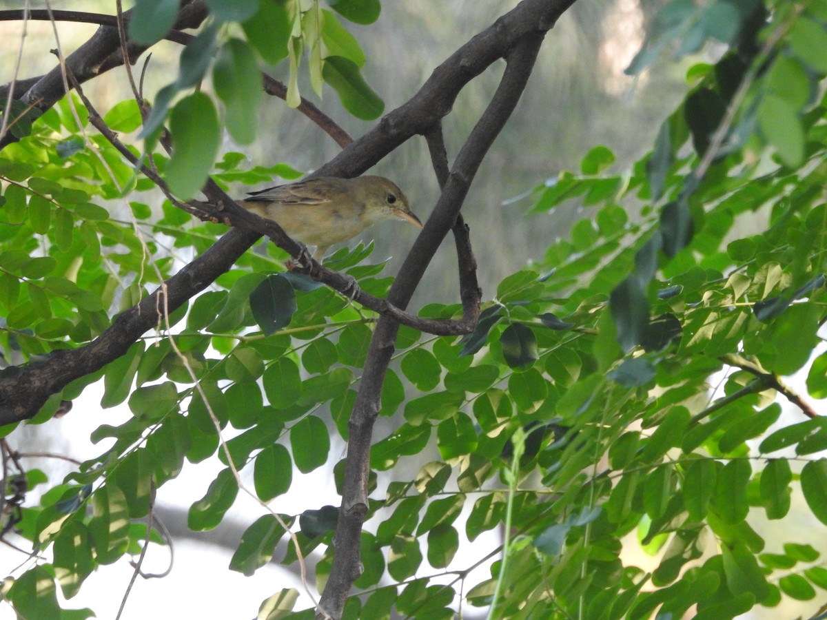 Thick-billed Warbler - ML652809264