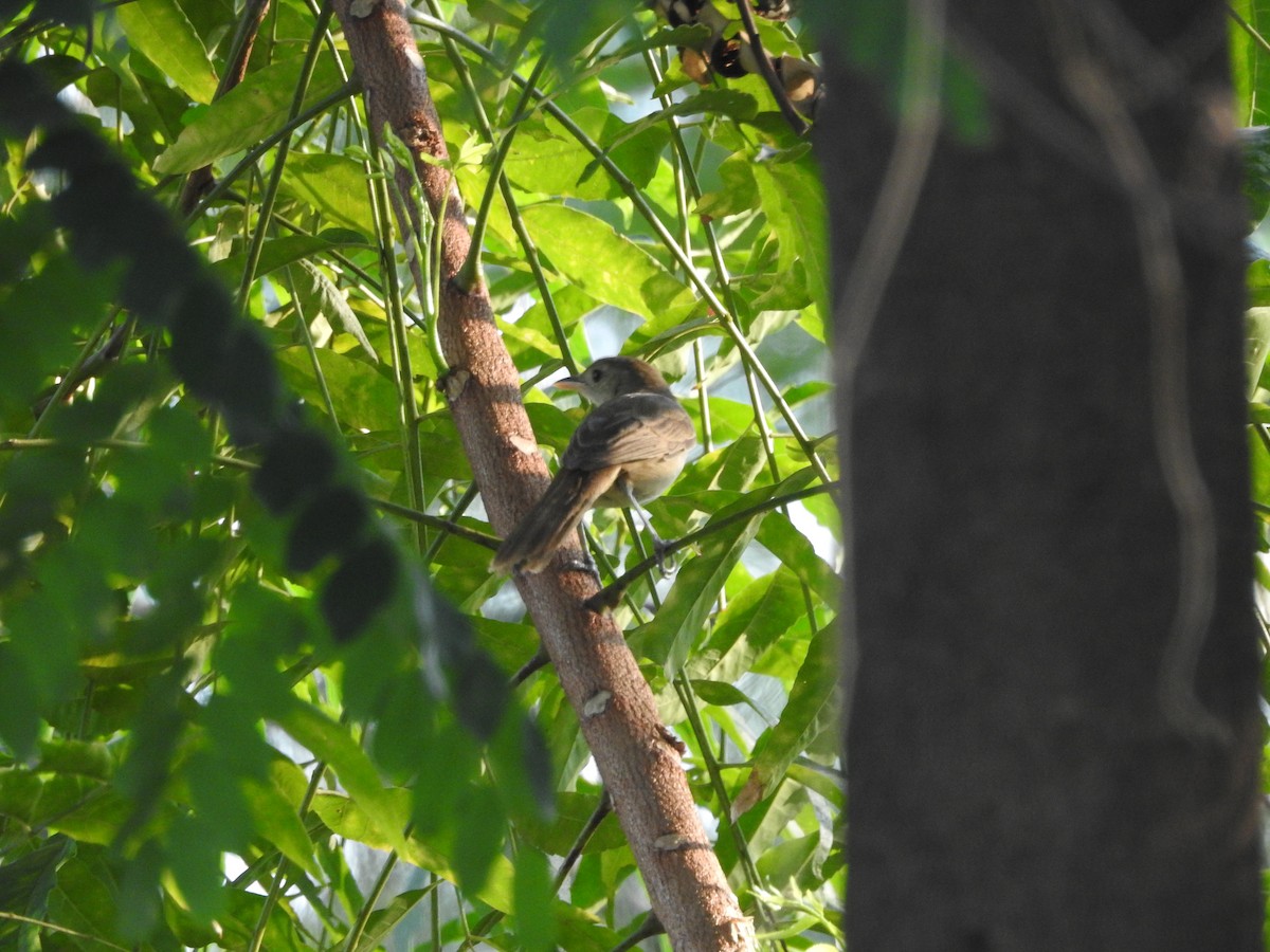 Thick-billed Warbler - ML652809265