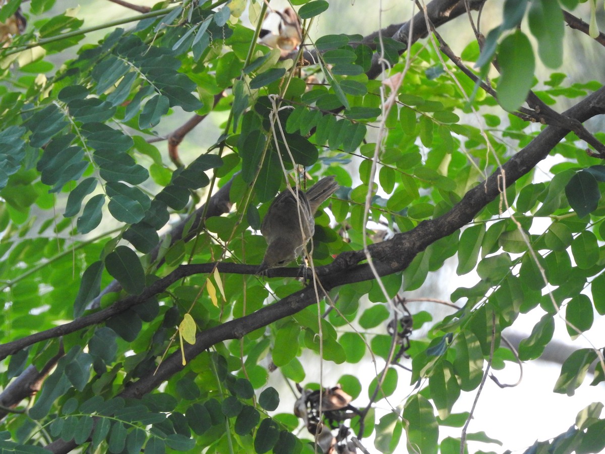 Thick-billed Warbler - ML652809266