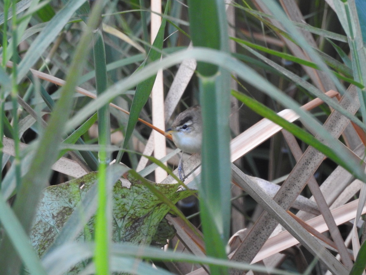 Black-browed Reed Warbler - ML652809284
